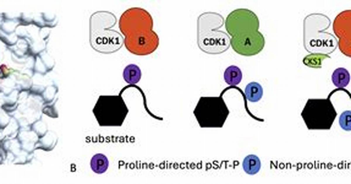 Cdk1 | Cell Cycle Structural Biology