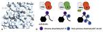 Cdk1 | Cell Cycle Structural Biology