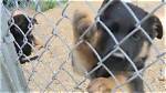 Central Pa Puppy Breeder Shares Experience on "Horrible Hundred" List