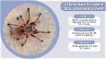 Chilean Rose Hair Tarantula: Care Sheet, Lifespan & More (With Pictures)