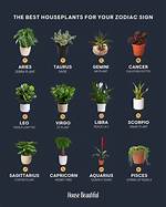 Choose Lucky Plants as per Your Zodiac Sign – a Complete Guide