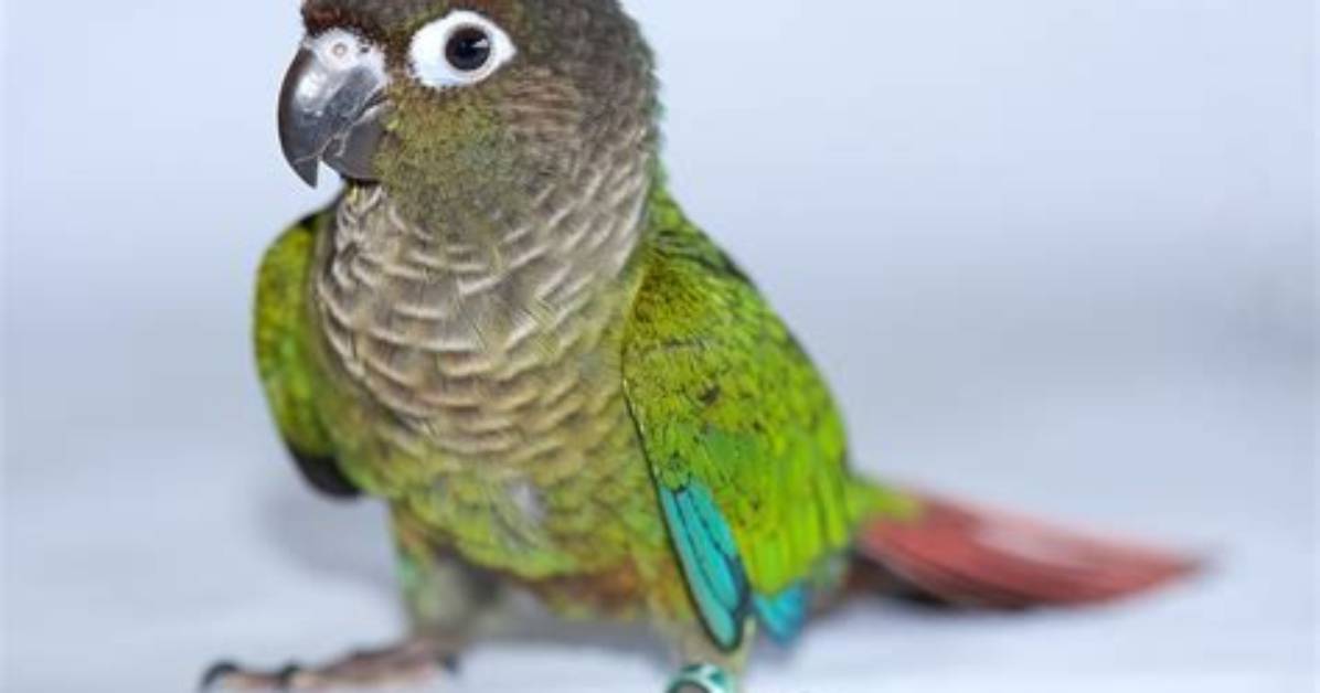 Cinnamon Green-Cheeked Conure: Traits, History & Care (With Picture)