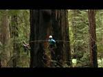 Climbing & Measuring Redwood Giants with Stephen Sillett