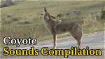 Coyote's Sound