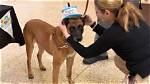Cpi Celebrates Birthday of School's Therapy K9 Named Rudie