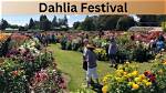 Dahlia Festival | a Comprehensive Guide to Nature