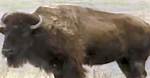Dakota Pathways | People of the Bison