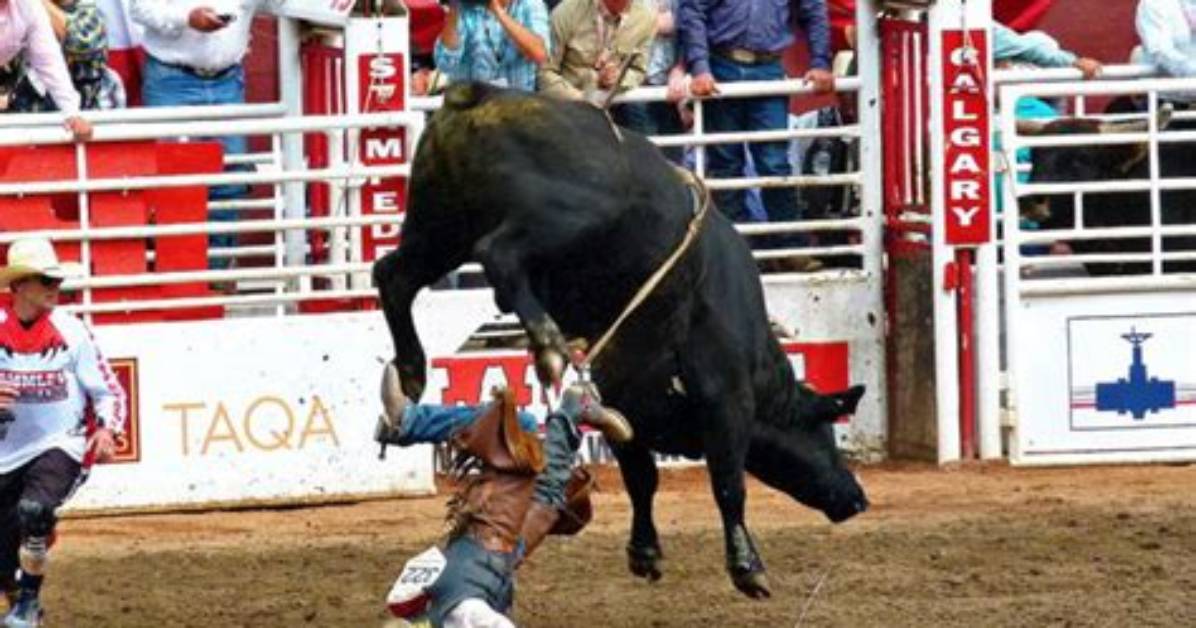 Days After Shocking Details Emerging in Bull Rampage at Popular Rodeo, Massive Calls Made by Animal Groups for the Future