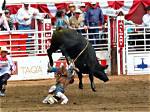 Days After Shocking Details Emerging in Bull Rampage at Popular Rodeo, Massive Calls Made by Animal Groups for the Future