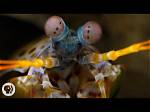 Deep Look | the Snail-Smashing Mantis Shrimp | Season 3 | Episode 20