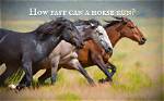 Definitions of Horse Ran - Onelook