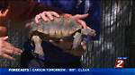 "Desert Tortoise Week" Raises Awareness of State Reptile | News