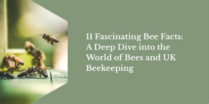 Dive into the World of Bees: Facts, Pollination & More!