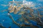 Dlnr: Eyewitness Saw Shark Feeding During Suspected Attack | News, Sports, Jobs