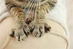 Do All Cats Have Webbed Feet & Is It Normal? Facts & Faq | Pangovet