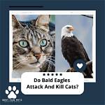 Do Bald Eagles Attack and Kill Cats? Facts & Faq