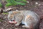 Do Bobcats Attack and Eat Cats? How to Keep Your Pets Safe | Pangovet