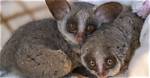 Do Bush Babies Make Good Pets? What You Need to Know