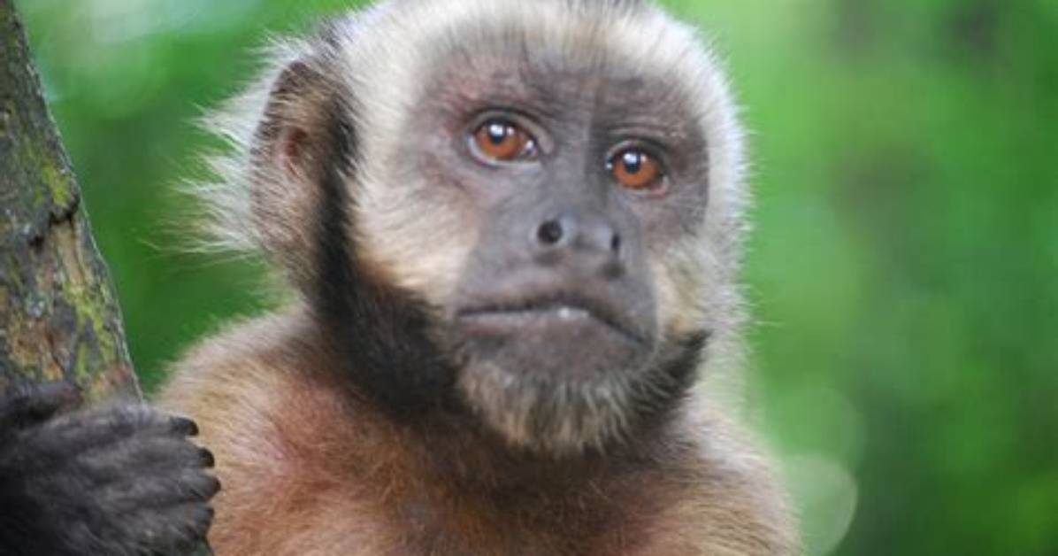 Do Capuchin Monkeys Make Good Pets? What You Should Know