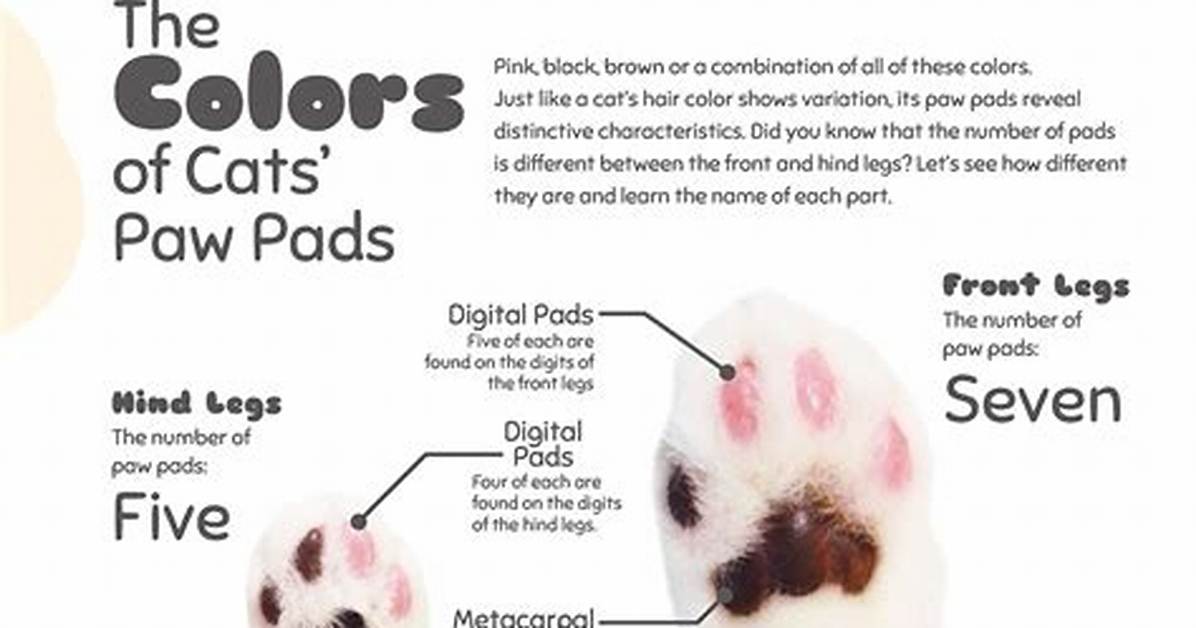 Do Cat Paw Pads Change Color? Here's What You Need to Know
