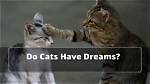 Do Cats Dream? What They Dream About & Other Facts