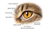 Do Cats Have Eyelashes? Feline Eye Facts | Pangovet