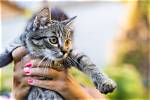Do Cats Like Being Picked up? the Surprising Answer!