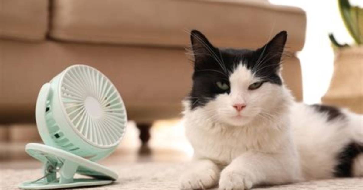 Do Cats Like Fans? Vet-Approved Facts & Safety Tips | Pangovet