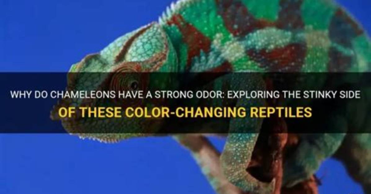 Do Chameleons Have an Odor as a Pet? Reasons & What to Do | Pangovet