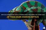 Do Chameleons Have an Odor as a Pet? Reasons & What to Do | Pangovet