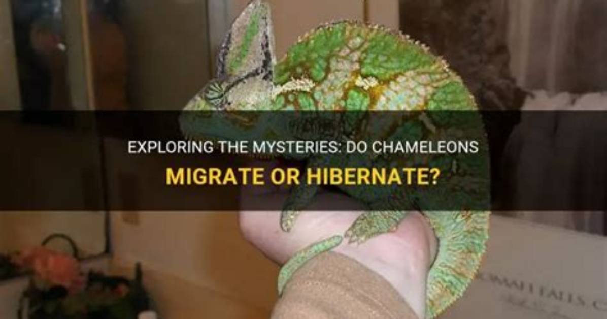 Do Chameleons Hibernate? Do They Go Through Brumation?