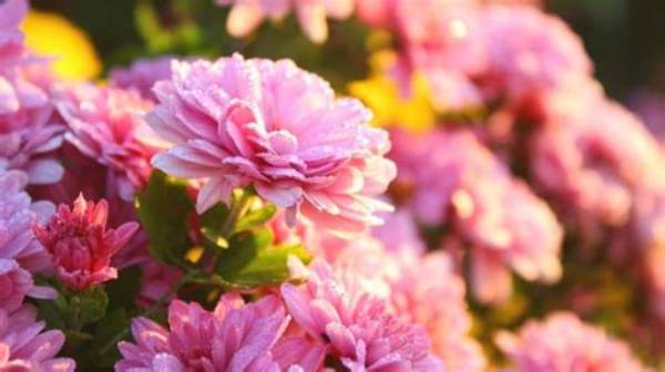 Do Chrysanthemums Need Full Sun?