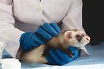 Do Ferrets Need Vaccination Shots? Vet-Approved Facts