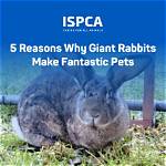 Do Giant Rabbits Make Great Pets? How Long Do They Live?