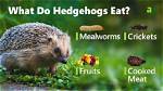 Do Hedgehogs Eat Poop? Health & Diet Facts