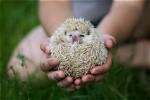 Do Hedgehogs Smell Bad? Facts & Tips