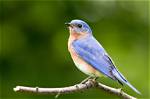 Do Hummingbirds Make Great Pets? Legality, Ethics & Faqs