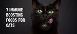 Do Immune Boosting Supplements for Cats Work? Vet-Approved Facts