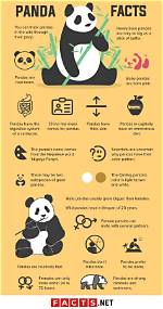 Do Pandas Make Great Pets? Facts & Faqs