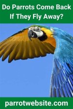 Do Parrots Come Back If They Fly Away? Facts & Faqs