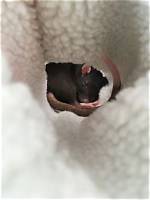 Do Pet Rats Hibernate? What You Need to Know
