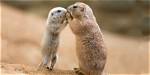 Do Prairie Dogs Make Good Pets? Important Facts | Pangovet