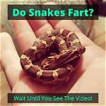 Do Snakes Fart? Vet Approved Facts & Faq