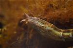 Do Tentacled Snakes Make Good Pets? Guidance, Facts & Faqs