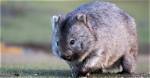 Do Wombats Make Good Pets? What You Need to Know