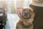 Does My Dog Miss My Ex? Vet Approved Explanation | Pangovet