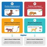 Dog Behavioral Training: Helping Your Pup with Problem Behavior