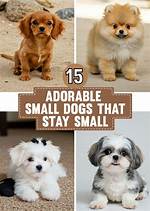 Dog Breeds Which Stay Puppies Forever (15 Pics)