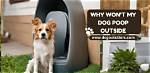 Dog Won’t Poop Outside? 8 Reasons & What to Do