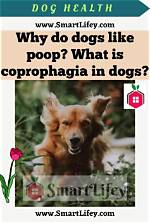 Dogs with Coprophagia: Why Does Your Dog Eat Poop?
